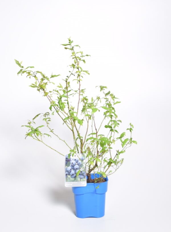 Kännasmustikas 'Bluecrop' P19 70cm