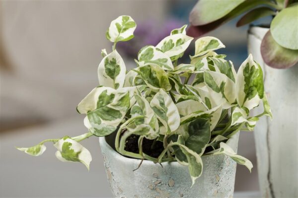 Kuld-nõelköis 'N'Joy' P12