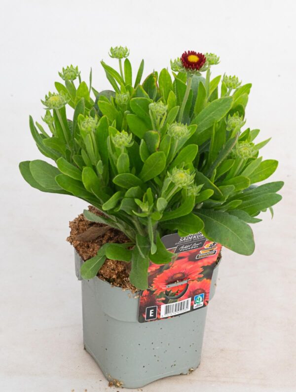 Mõrsjalill 'Spintop Red' P17 Eestis kasvatatud