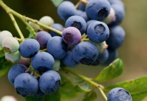 Kännasmustikas ‘Earlyblue’ P21 70cm