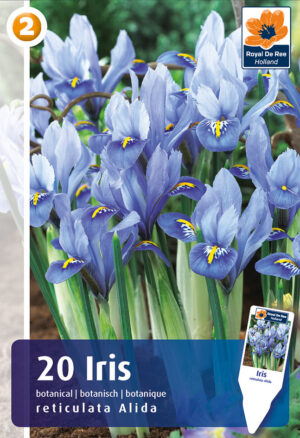 Võrkiiris ‘Alida’ 20tk