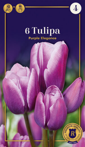 Tulp ‘Purple Elegance’ 6tk
