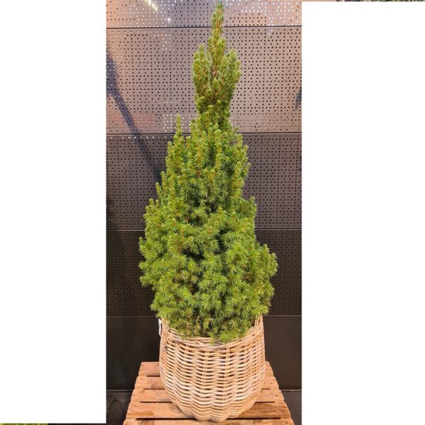 Kanada kuusk 'Conica' P30 100-110cm