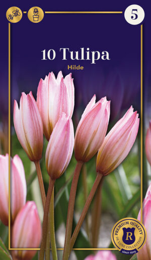 Tulp ‘Hilde’ 10tk