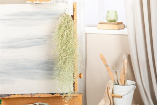 Habetillandsia õhulill 1tk