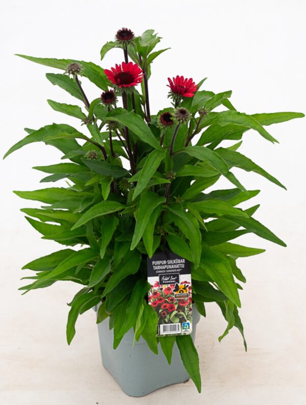 Punane siilkübar 'Sunseekers Red' P19 Eestis kasvatatud