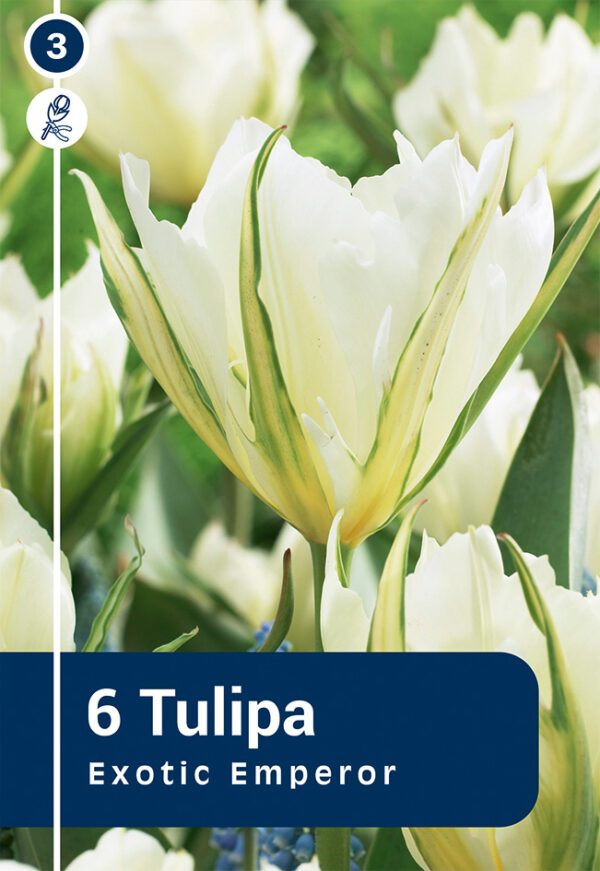 Fosteri tulp 'Exotic Emperor' 6tk