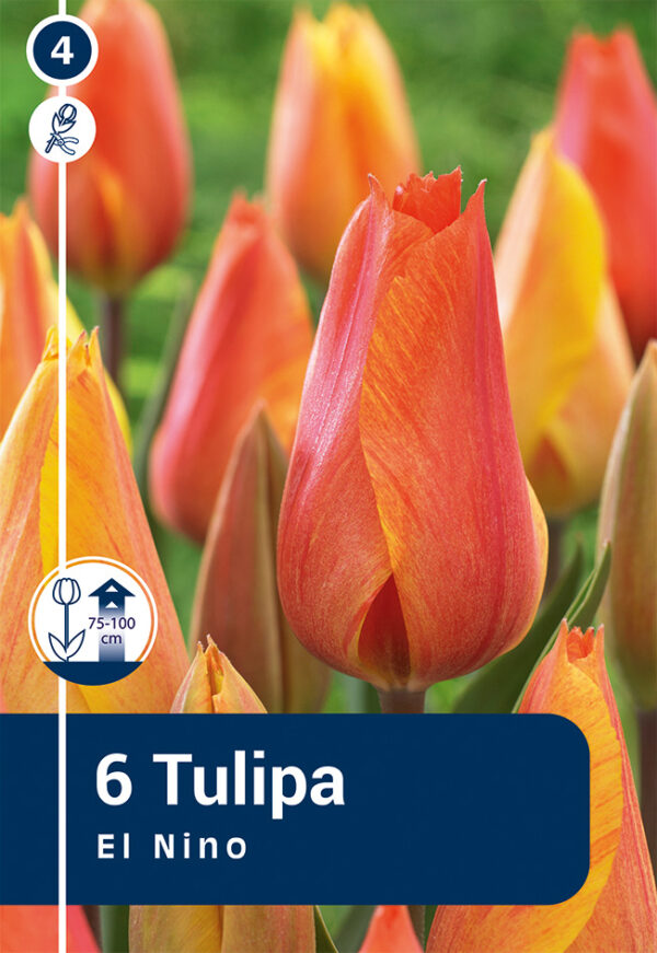 Tulp 'El Nino' 6tk