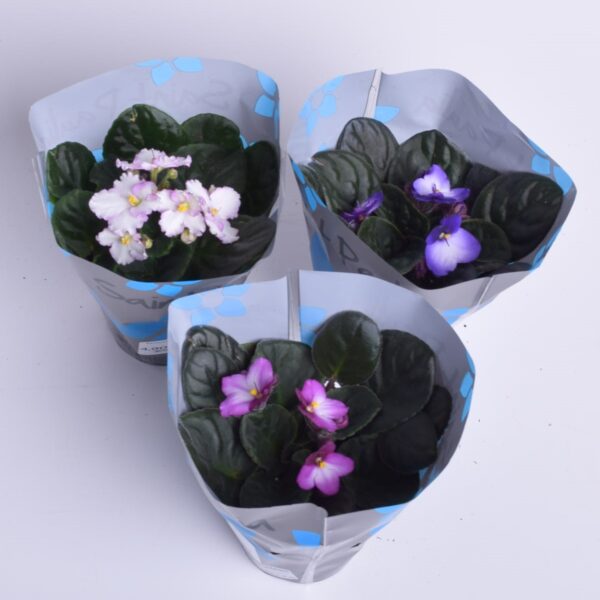 Säntpoolia P10 erinevad