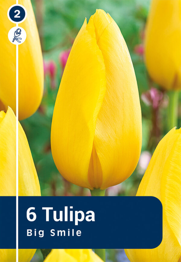 Tulp 'Big Smile' 6tk