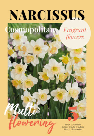 Nartsiss ‘Cosmopolitan’ 5tk