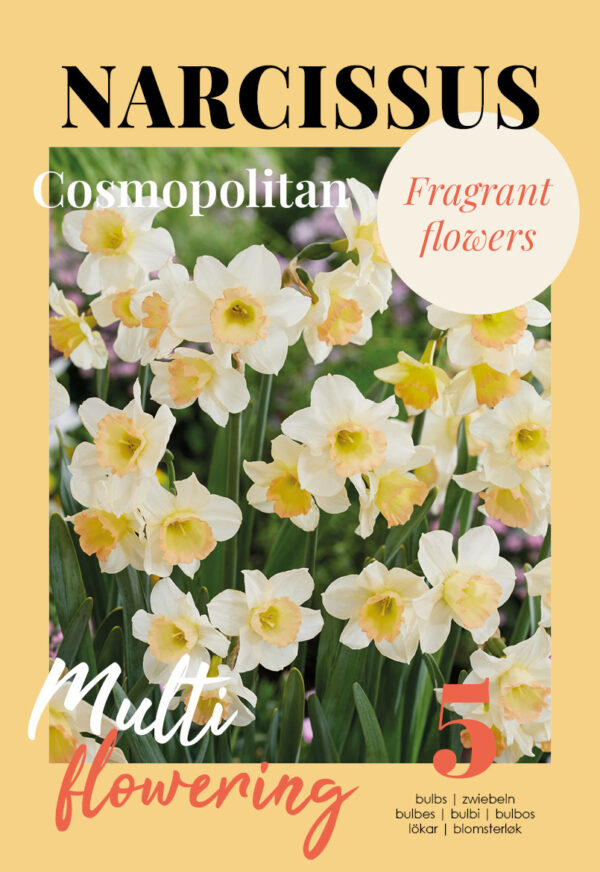 Nartsiss 'Cosmopolitan' 5tk