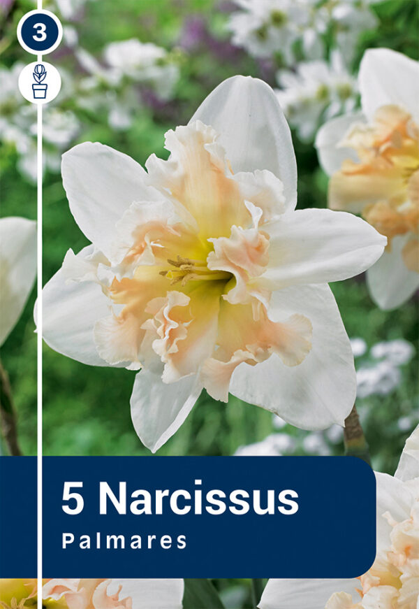 Nartsiss 'Palmares' 5tk