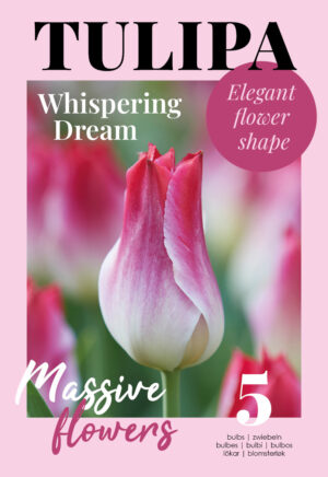 Tulp ‘Whispering Dream’ 5tk