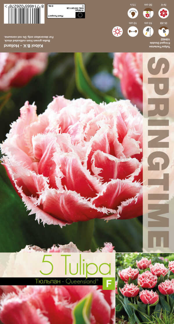 Tulp 'Queensland' 5tk