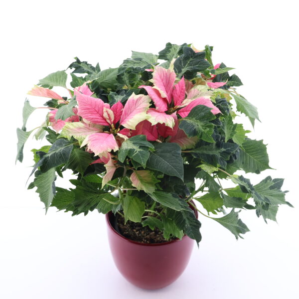 Jõulutäht 'Hovaria' P14 erinevad