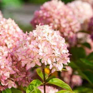 Puishortensia ‘Candybelle Marshmallow’ P29