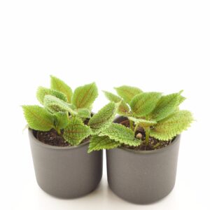 Piilea ‘Moon Valley’ P6