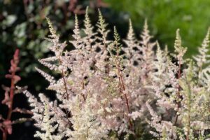 Arendsi astilbe ‘Bronzlaub’ P17 Eestis kasvatatud