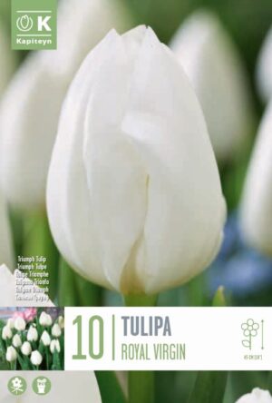 Tulp ‘Royal Virgin’ 10tk