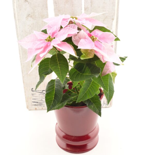 Jõulutäht 'Princettia Pink' P12