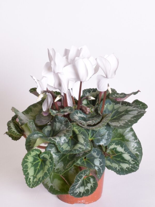 Alpikann P11/P12 Eestis kasvatatud