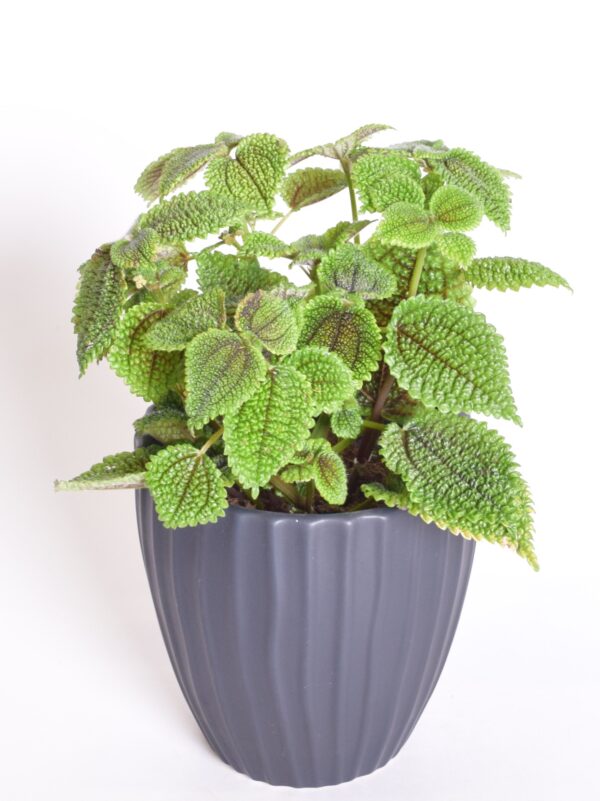 Piilea 'Moon Valley' P14