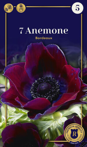 Ülane ‘Bordeaux’ 7tk