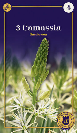 Preeriaküünal ‘Sacajawea’ 3tk