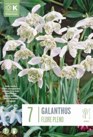 Lumikelluke ‘Flore Pleno’ 7tk