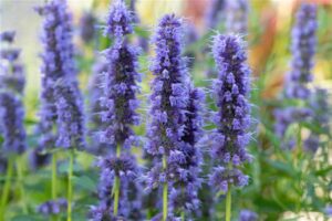 Hiidiisop ‘Blue Fortune’ P17 Eestis kasvatatud