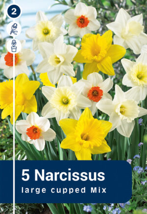 Nartsiss segupakk 5tk