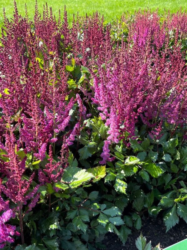 Hiina astilbe 'Vision Red' P17 Eestis kasvatatud