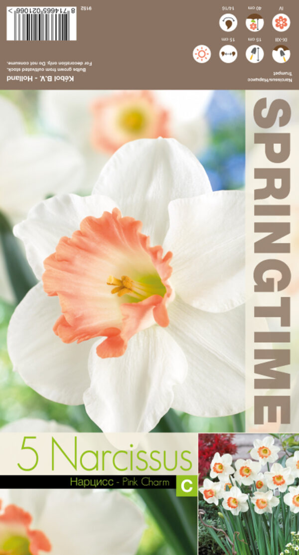 Nartsiss 'Pink Charm' 5tk