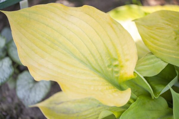Hosta P11 erinevad
