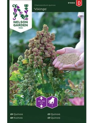 Kinoa ‘Vikinga’