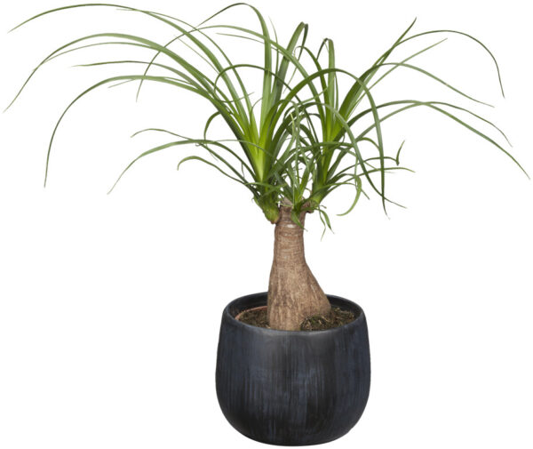 Käändnoliina (bokarna) P21 45cm