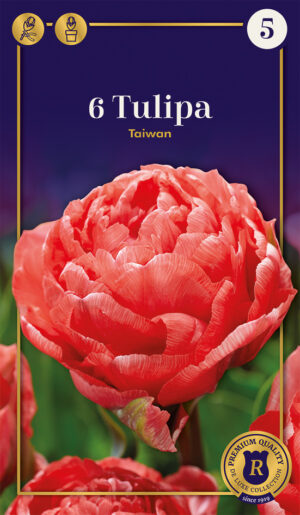 Tulp ‘Taiwan’ 6tk