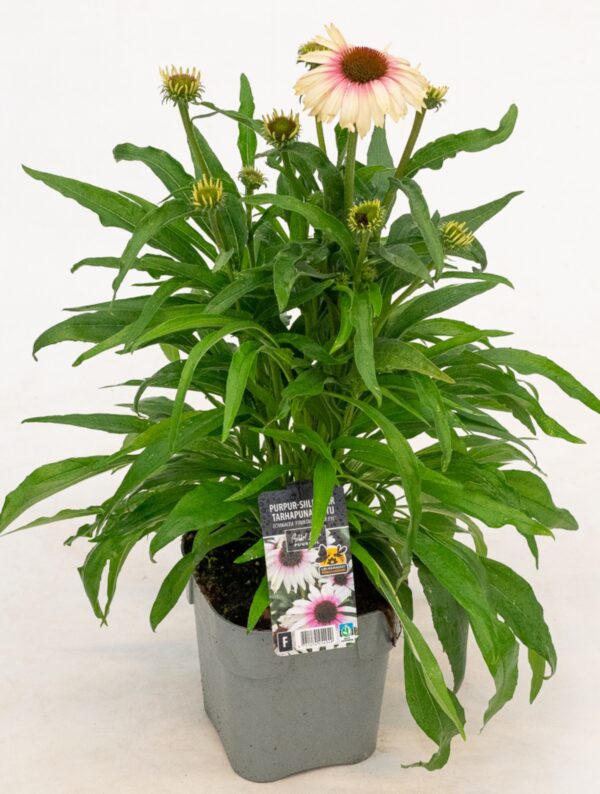 Punane siilkübar 'Fountain Pink Eye' P19 Eestis kasvatatud