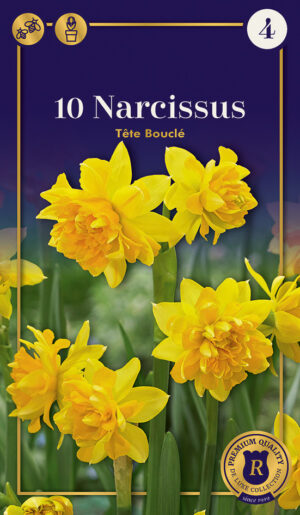 Nartsiss ‘Tete Boucle’ 10tk