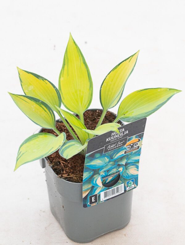 Hosta 'June'® P14 Eestis kasvatatud