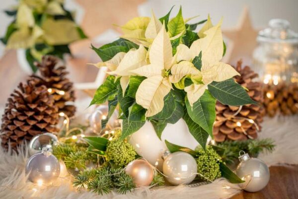 Jõulutäht 'Alaska' P14 40cm 5+õit