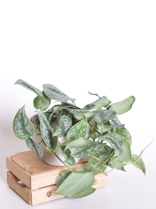 Täpiline hõbeköis 'Trebie' P15 amplis