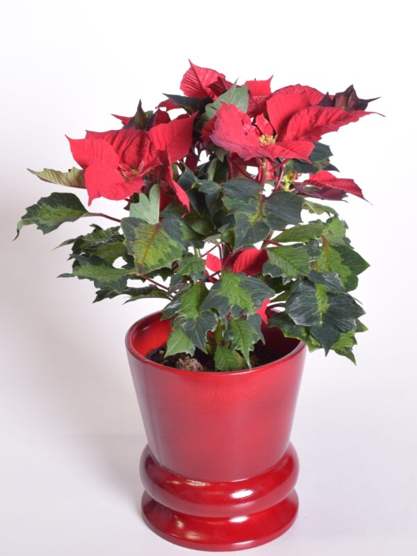 Jõulutäht 'Jingle Bells Rock' P14