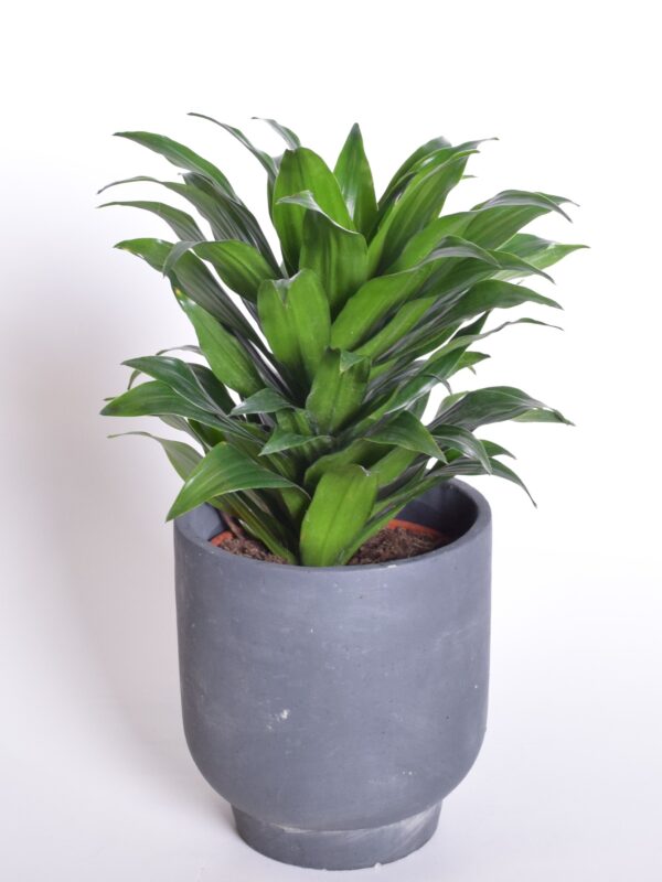 Dereema draakonipuu 'Compacta' P17