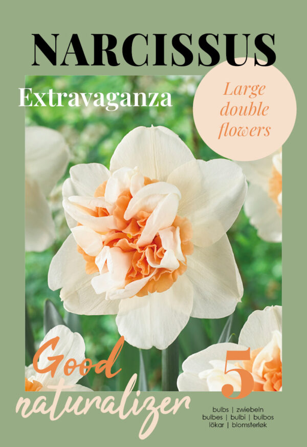 Nartsiss 'Extravaganza' 5tk