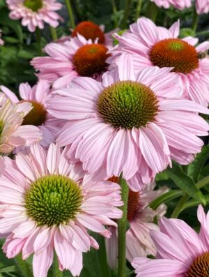 Punane siilkübar ‘Sunseekers Blush’ P19 Eestis kasvatatud