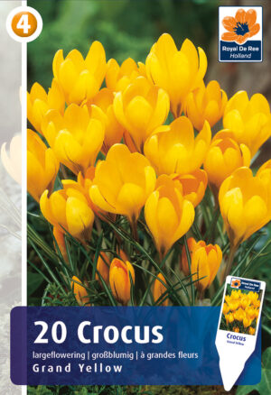 Krookus ‘Grand Yellow’ 20tk