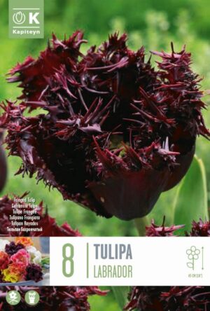 Tulp ‘Labrador’ 8tk