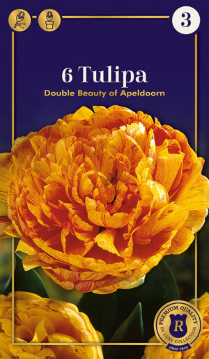 Tulp ‘Beauty of Apeldoorn’ 6tk